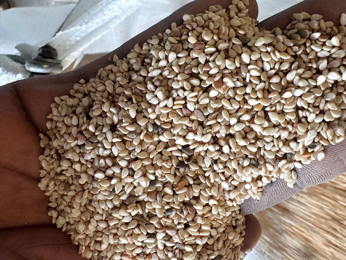 Graines de sésame — Sésame blanc et rouge — grains calibrés dans un sac d'export tchadien.