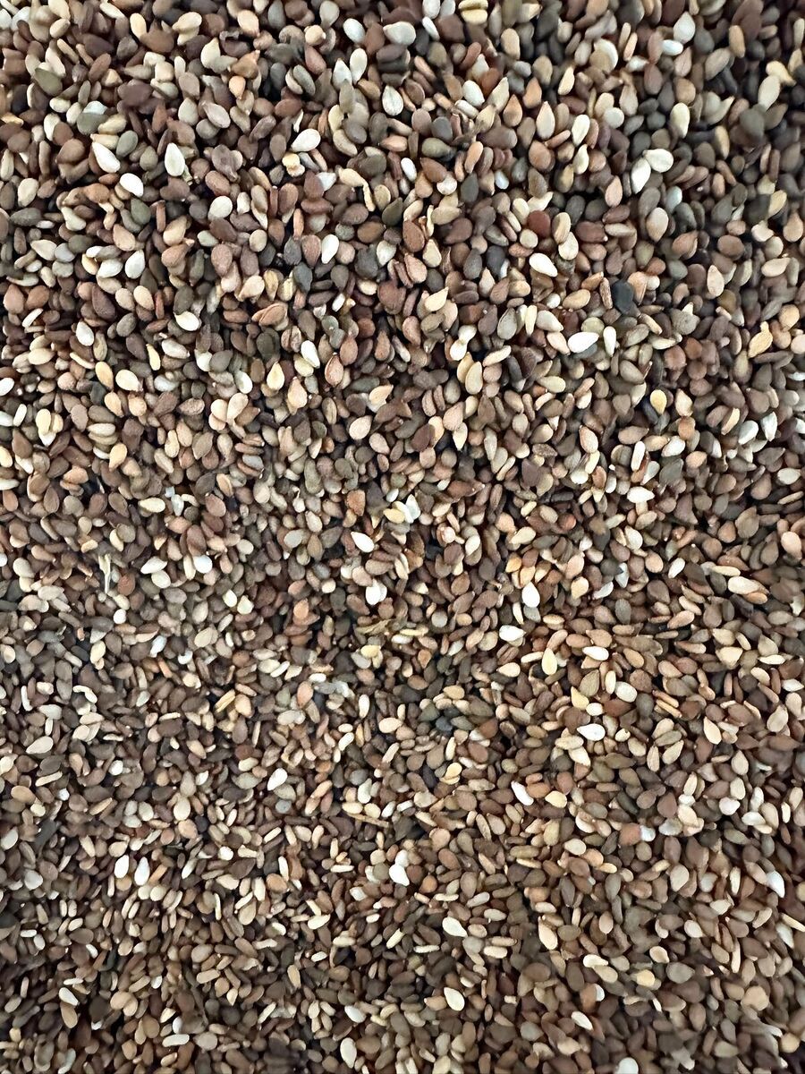 Graines de sésame — Sésame blanc — grains propres et brillants, prêts pour l'export international.