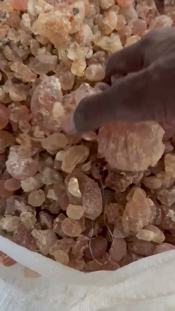 Gomme arabique — KITIR (Hashab) — Gomme arabique KITIR (Hashab) — nodules clairs et uniformes, origine Tchad, prêts pour l'export alimentaire et pharmaceutique.